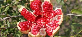 La granada Mollar de Elche obtiene la DOP