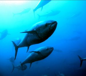 El mercado internacional impulsó a Balfegó en 2015