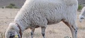 Un tercio de los carniceros ya vende los nuevos cortes de ovino