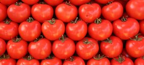 El Tribunal Supremo absuelve al sector tomatero canario