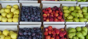 Frutas E. Sánchez incrementó sus ingresos a doble dígito en 2015