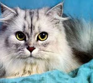 El sector de comida para mascotas vuelve a incrementar su valor