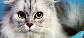 El sector de comida para mascotas vuelve a incrementar su valor