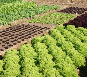 Fuerte crecimiento en los resultados de Grupo Primaflor