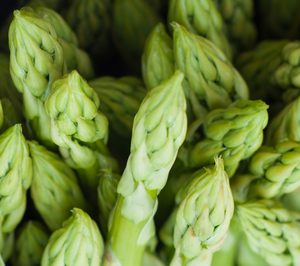 Mercacolonia amplía instalaciones para iniciar el cultivo de espárrago
