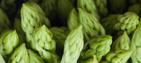 Mercacolonia amplía instalaciones para iniciar el cultivo de espárrago