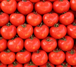 Agrícola Navarro de Haro apuesta por el tomate