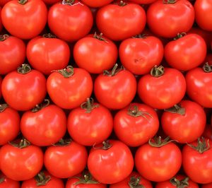 Agrícola Navarro de Haro apuesta por el tomate
