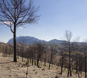 Eurofred borra su huella de carbono con 16.000 árboles