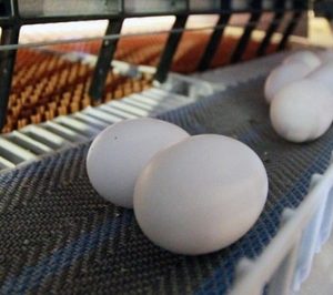 Proegg mira más allá de Estados Unidos