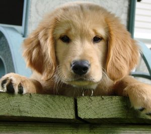 Iberamigo mantiene su actividad