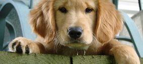 Iberamigo mantiene su actividad