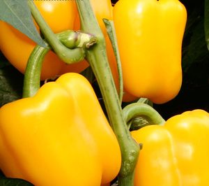 Copisi, nueva denominación de la Coop. San Isidro Labrador de El Ejido