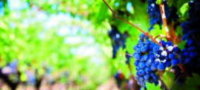 AEVE se incorpora a la Interprofesional de Vino Español