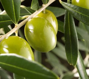 Alcober abrirá nueva bodega y duplica ventas