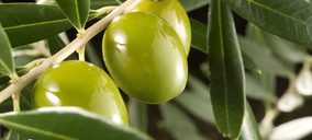 Alcober abrirá nueva bodega y duplica ventas