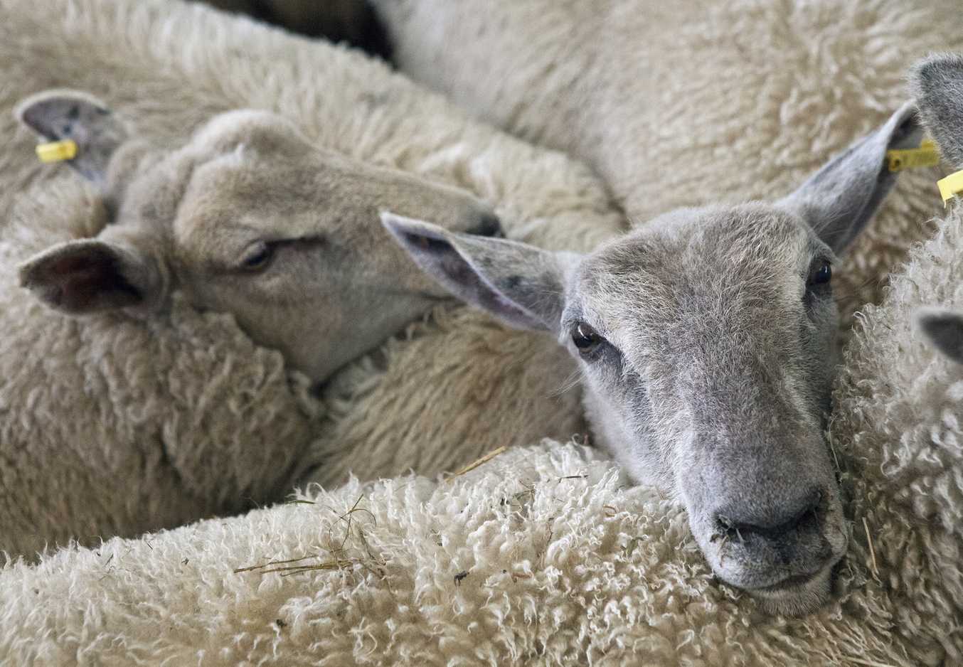 Interovic crea un Comité de Sostenibilidad y Bidiversidad