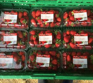 Alcampo inicia la venta en Madrid y Toledo de una producción limitada de Fresón de Aranjuez