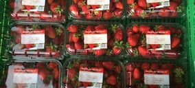 Alcampo inicia la venta en Madrid y Toledo de una producción limitada de Fresón de Aranjuez