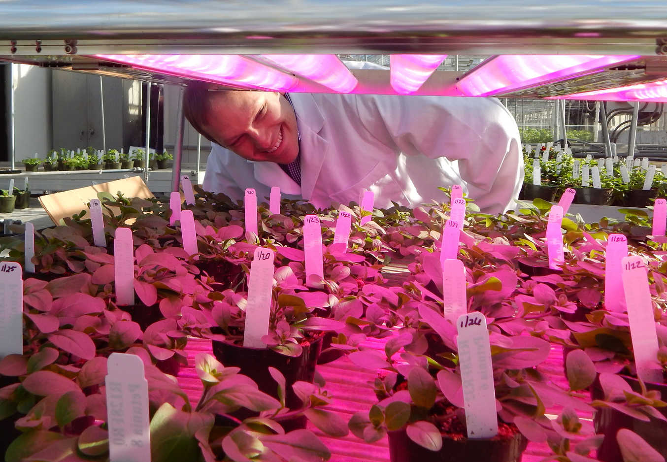 Osram ilumina la horticultura urbana sostenible