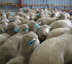 El matadero de ovino de Andorra cesa actividad