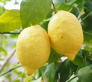 Se cierra una campaña de limón anómala y excepcional en volumen y cotizaciones
