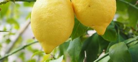 Se cierra una campaña de limón anómala y excepcional en volumen y cotizaciones
