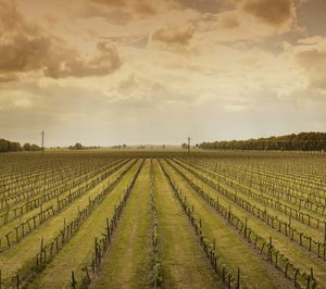 Castell del Remei reafirma su apuesta por los vinos blancos