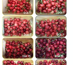 El efecto de la protección postcosecha para las cerezas