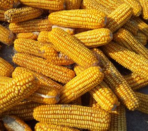 Inversiones Sinfín Agrícola se declara en concurso