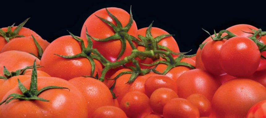 Vicasol continúa su apuesta por ecológico y V gama con nuevas instalaciones en El Ejido