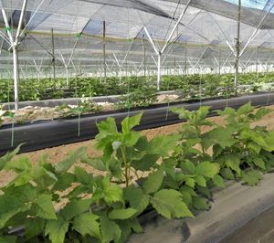 Cuna de Platero planifica campaña con más arándano y frambuesa