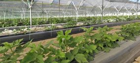 Cuna de Platero planifica campaña con más arándano y frambuesa