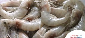 Naqua entra en el mercado español de langostino a través de Compesca