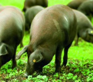 Jamones y Embutidos Jabugo se expande y prepara su convenio