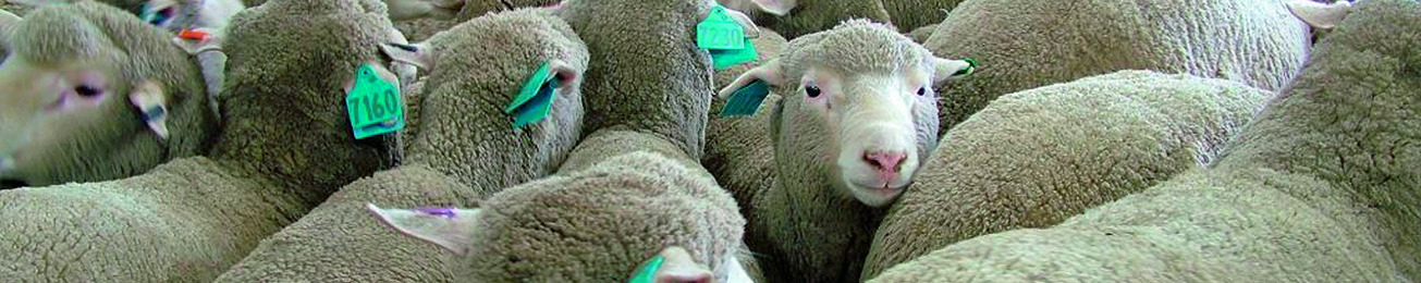 Informe 2016 del sector de Carne de Ovino