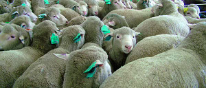 Informe 2016 del sector de Carne de Ovino