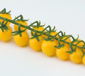 Syngenta, nuevas variedades de tomate y brócoli