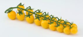 Syngenta, nuevas variedades de tomate y brócoli