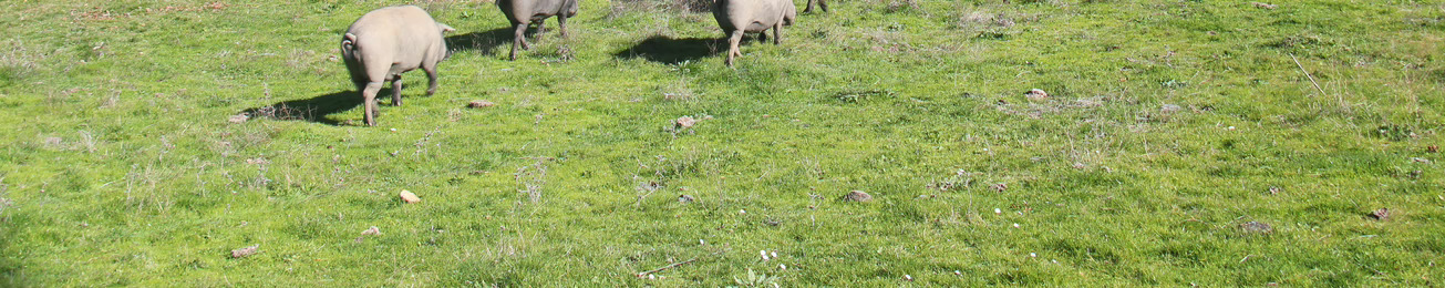 Informe 2016 del sector de Cerdo Ibérico en España