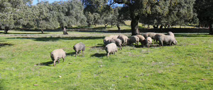 Informe 2016 del sector de Cerdo Ibérico en España