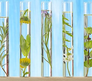 Sensient Fragrances marcó un nuevo récord en sus ventas de 2015