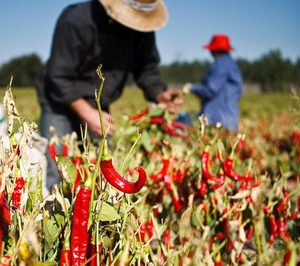 Netasa inicia la campaña del pimentón con optimismo