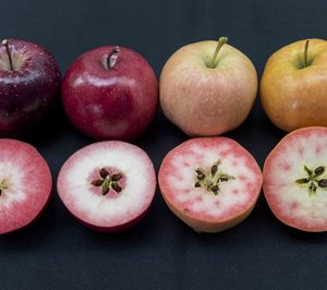 Ifored pone en marcha la producción de manzanas de pulpa roja con tres variedades