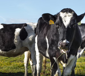 Covap abastecerá de leche a Mercadona en Cataluña