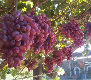 Moyca entra en ecológico