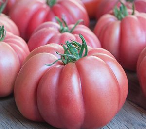 Gavà Grup apuesta por el nuevo tomate Monte Rosa
