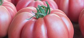 Gavà Grup apuesta por el nuevo tomate Monte Rosa