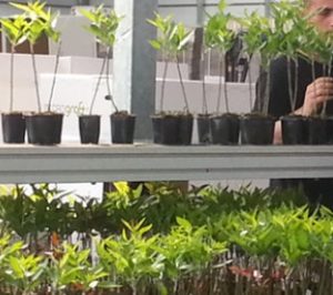 Investcorp toma una participación mayoritaria en Agromillora