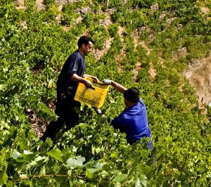 Ponte da Boga lidera el proyecto Ecovine